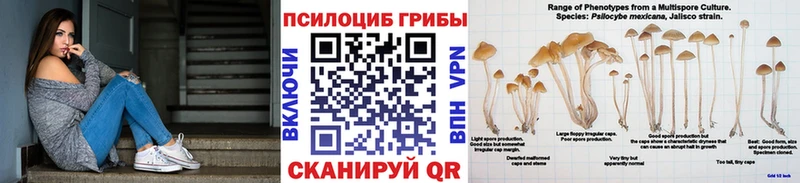 Псилоцибиновые грибы Psilocybe Горячеводский